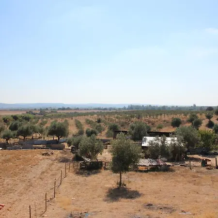 Olive View *